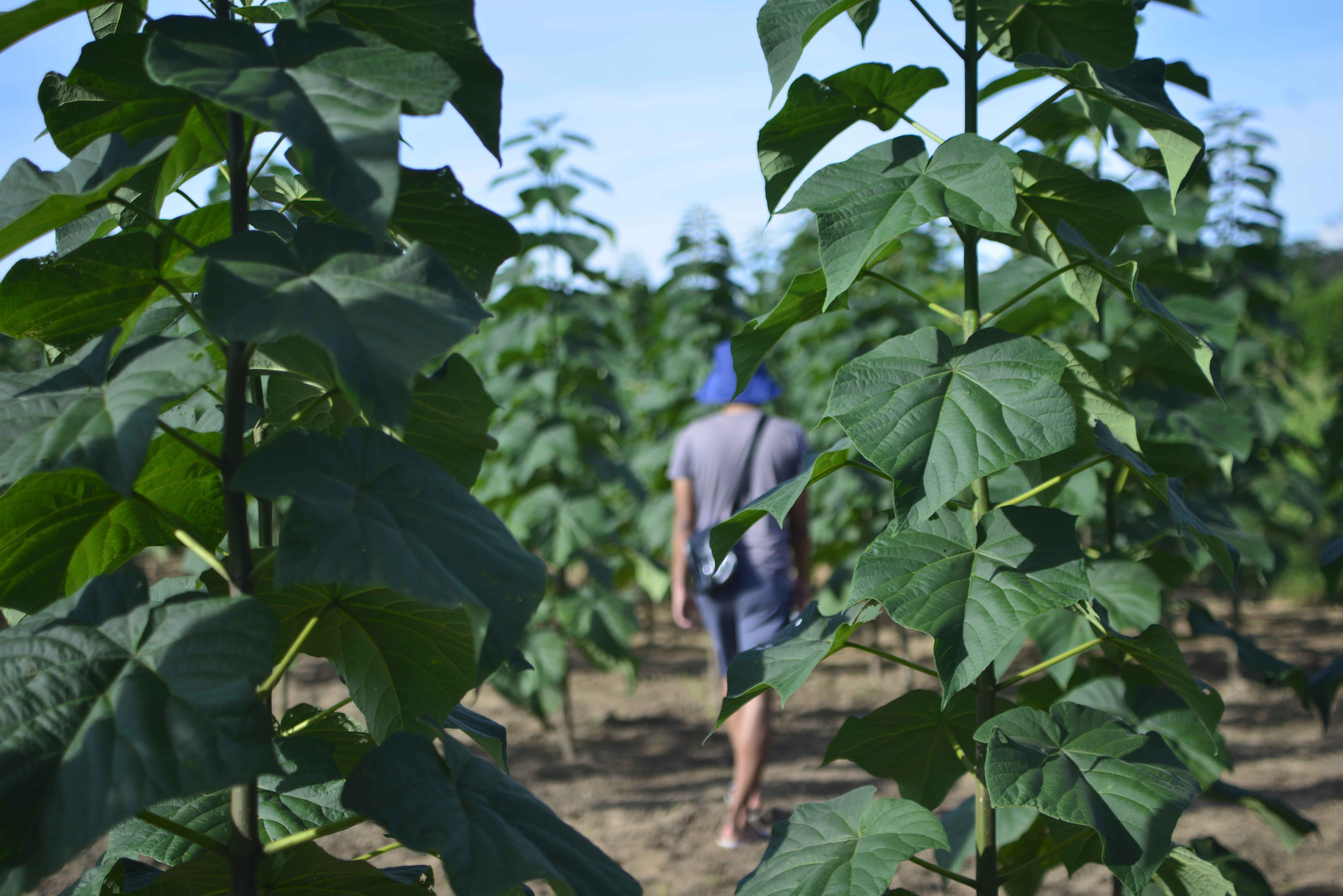 Plantez des arbres Paulownia, un investissement rentable